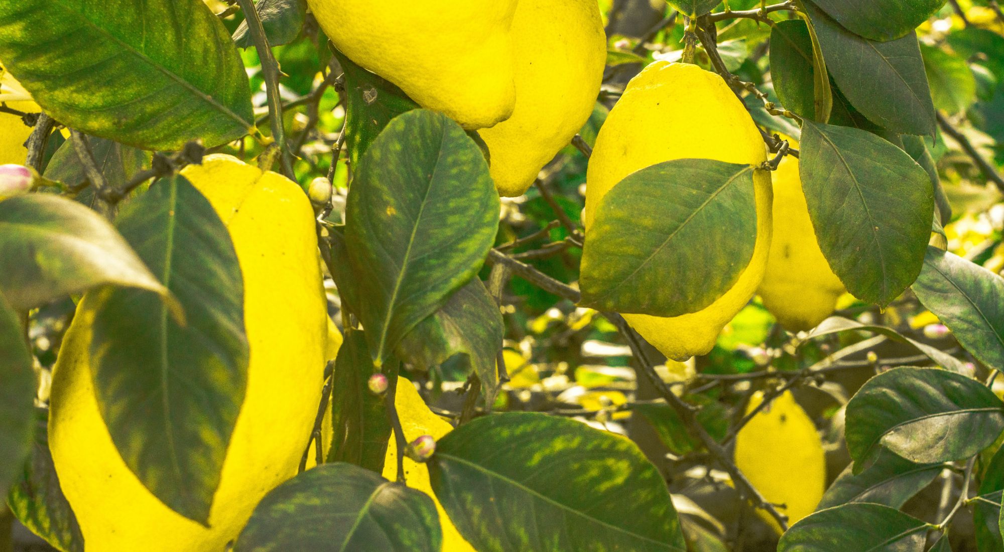 citrus greening symptoms