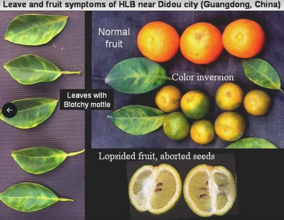 citrus-greening-symptoms