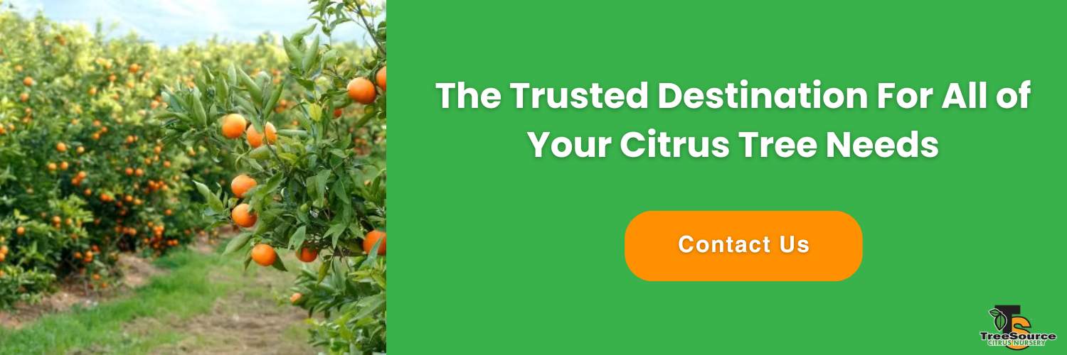 what are the symptoms of citrus greening